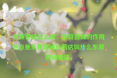 东莨菪碱怎么读，东茛菪碱的作用特点是东莨菪碱在药店叫什么东莨菪碱读法，